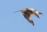 The Eurasian Curlew is the largest of all the waders in its range, at 50-57cm in height with a generous 1 meter wingspan.  What makes this bird especially unique to Britain is that it’s one of the only places in Europe where it does not migrate, staying year round.  In the winter they tend to gather in good-sized groups, though very wary of any disturbances. <br/><br/> The only similar bird in its range is the Whimbrel, which is generally a smaller bird with a shorter, more downturned bill compared to the smooth downward curve of the curlew.<br/><br/> This bird is mainly greyish brown, white on the back, and a very long curved bill.