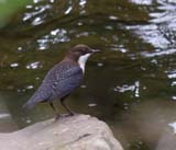 Description to come soon!