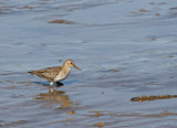 Dunlins in breeding plumage have a roufus coloration on top, with a distinctive black belly which no similar-sized wader possesses, making it stand out amongst other waders.  In the winter they’re a drab gray on top and white underneath.  Both legs and their slightly curved bill are black.  This bird can easily be confused (in autumn in particular) with the curlew sandpiper, as the bills of dunlin can be quite long and quite curved. <br/><br/> According to the BTO website, 3 subspecies visit our shores.  The subspecies schinzii breed here but travel to Africa for the winter.  Birds from western Siberia winter here, and occasionally small numbers of Greenland breeders pass through in autumn on their way to Africa. 