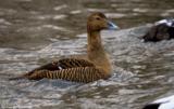 The Common Eider is a true sea duck, found on the sea coasts across Europe and parts of North America.  They are hardly ever found away from their seacoast home.  It's primary diet is molluscs, which has caused some conflict with mussle farmers.  This is also Britain's fastest flying duck, found year round off the coasts.</br></br>  This bird is most well-known for what it lines its nests with, eiderdown feathers.  It was most prized for filling pillows and quilts, however these days replaced with alternatives and synthetics.  This practice does still continue, however is now carefully done and sustainable as they remove the down from the nest after the fledglings have left - causing no harm to the young.