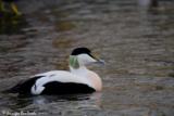 The Common Eider is a true sea duck, found on the sea coasts across Europe and parts of North America.  They are hardly ever found away from their seacoast home.  It's primary diet is molluscs, which has caused some conflict with mussle farmers.  This is also Britain's fastest flying duck, found year round off the coasts.</br></br>  This bird is most well-known for what it lines its nests with, eiderdown feathers.  It was most prized for filling pillows and quilts, however these days replaced with alternatives and synthetics.  This practice does still continue, however is now carefully done and sustainable as they remove the down from the nest after the fledglings have left - causing no harm to the young.