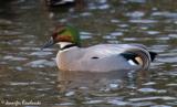 The Falcated duck is a duck mostly found in eastern Asia.  Its strongly migratory, spending its winter in large flocks in southeast Asia.  Because of the popularity of this bird in captivity, the origins of this duck are unknown.  This is a duck of the lowland wetlands, such as meadows or lakes, feeding or grazing on vegetation.