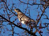 The fieldfare is another well-known winter visitor to the UK.  They typically form large flocks, usually seen in the company of red-wings.  Sexes are similar.
