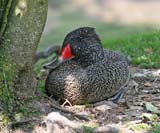 Description to come soon!