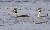 The Great-Crested Grebe is an excellent swimmer and diver, the young able to do so almost immediately after hatching.  The adults are unmistakable in summer with bright rusty colors on their head and neck.  The hatchlings are striped black and white, much