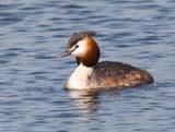 The Great-Crested Grebe is an excellent swimmer and diver, the young able to do so almost immediately after hatching. The adults are unmistakable in summer with bright rusty colors on their head and neck. The hatchlings are striped black and white, much like a zebra. It is the largest grebe in europe.The species was almost hunted to extinction in the 19th century, but thanks to the RSPB, it is now a common sight.