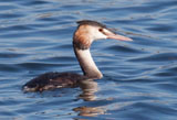 The Great-Crested Grebe is an excellent swimmer and diver, the young able to do so almost immediately after hatching. The adults are unmistakable in summer with bright rusty colors on their head and neck. The hatchlings are striped black and white, much like a zebra. It is the largest grebe in europe.The species was almost hunted to extinction in the 19th century, but thanks to the RSPB, it is now a common sight.