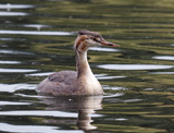 The Great-Crested Grebe is an excellent swimmer and diver, the young able to do so almost immediately after hatching. The adults are unmistakable in summer with bright rusty colors on their head and neck. The hatchlings are striped black and white, much like a zebra. It is the largest grebe in europe.The species was almost hunted to extinction in the 19th century, but thanks to the RSPB, it is now a common sight.