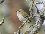 The Goldcrest has the pride of place as Europes smallest bird, weighing as little as 5 grams. This member of the kinglet family is very similar to the Firecrest, but with its plainer face makes it pretty easy to distinguish between the two. </br></br> This bird is partially migratory, but this bird does stay year-round here in the UK. You can typically find this bird with flocks of tits in the winter months.