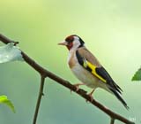 Description to come soon!