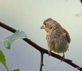 Description to come soon!