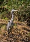 The grey heron is a very large bird, standing between 90 and 100cm tall, with a massive 175-195cm wingspan.  Its largely gray above and offwhite below.  Juveniles have a dull grey head.  It flies with its neck retracted, making it easily distinguishable from storks, cranes and spoonbills which extend their necks in flight.  Its closely related to the american Great Blue Heron, which is slightly larger again.