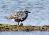 Adults of Gray Plover have black neck and face with a thick white border, black breast and a white rump.  They also have black bill and legs.  In winter they are fairly gray above with a gray-speckled breast and white belly. <br/><br/> This bird is nearly worldwide in its distribution, particularly when not breeding.  However, they only overwinter here in the UK, as their breeding range is in N. Russia, N. North America and arctic islands.  However non-breeding birds will stay in their wintering grounds until their 2nd year. 