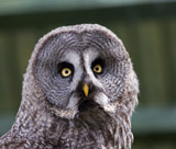 Description to come soon!