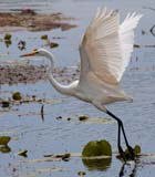 Description to come soon!