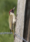 The Green Woodpecker is a resident woodpecker in the UK, also resident in all of its range, from most parts of europe to western asia. Its a ground-feeding bird, mostly hunting for ants. It does not frequently drum on trees, but occasionally will give a short rapid drum. Mostly its located by its loud yaffle. Distinguishing between the male and the female is the colors of the moustache, where its solid black on the female, but the males have a red stripe in the centre of the black.