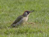 The Green Woodpecker is a resident woodpecker in the UK, also resident in all of its range, from most parts of europe to western asia. Its a ground-feeding bird, mostly hunting for ants. It does not frequently drum on trees, but occasionally will give a short rapid drum. Mostly its located by its loud yaffle. Distinguishing between the male and the female is the colors of the moustache, where its solid black on the female, but the males have a red stripe in the centre of the black.