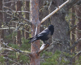 Description to come soon!