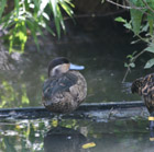 Description to come soon!