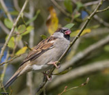 Description to come soon!