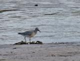 The adult Red Knot has short dark legs and a medium thin dark bill.  Their body is mottled gray on top with a reddish face, throat and breast.  In the winter it is pale gray all over. <br/><br/> There are 6 subspecies of the knot, one of which is severely endangered.  The American subspecies has been predicted to be extinct as early as 2010 due to overfishing of their primary food source – the horseshoe crab in the Delaware Bay, a primary stopover point for this migrating bird. <br/><br/> This bird visits the UK shores in the winter, migrating south to Africa, and the areas surrounding Australia. <br/><br/> 