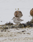 The adult Red Knot has short dark legs and a medium thin dark bill. Their body is mottled gray on top with a reddish face, throat and breast. In the winter it is pale gray all over. <br/><br/> There are 6 subspecies of the knot, one of which is severely endangered. The American subspecies has been predicted to be extinct as early as 2010 due to overfishing of their primary food source – the horseshoe crab in the Delaware Bay, a primary stopover point for this migrating bird. <br/><br/> This bird visits the UK shores in the winter, migrating south to Africa, and the areas surrounding Australia. <br/><br/>