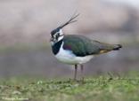 The Northern Lapwing, also commonly known here in the UK as the Peewit, Green Plover, or just Lapwing, is a wader in the plover family.  Its rounded wings make it quite distinctive in the air.  It has a black crest, body plumage mainly black and white but having a green tint to its back feathers.  It’s also got the shortest legs of any other plover.<br/><br/> It’s a very migratory bird, however the UK is a bit unique as it is here year-round.  We have both breeders, passage migrants, and winter visitors.  You can see these birds both on coastal mudflats, and in fields further inland. Another tidbit on this bird is how it got its name of Peewit, which comes from its distinctive shrill calls. 