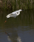 Until the 1950s, the little egret was restricted to southern europe.  Gradually it has started to move north, and finally started breeding in the UK in the late 20th century.  This is an all-white bird with a dark bill, dark legs and yellow feet.  In the breeding season you will see the skin on the face become red or blue.  Juveniles are similar but have duller legs and feet than the non-breeding adults.