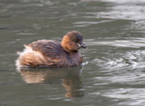 The little grebe, formerly the dabchick, is the smallest european member of the grebe family.  This bird can be found pretty much in any open body of water across its range.  Adults are predominantly dark above, dusky color on its neck, cheeks and flanks with a bright yellow gape.  The juveniles have a yellow bill tipped in black.