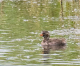The little grebe, formerly the dabchick, is the smallest european member of the grebe family.  This bird can be found pretty much in any open body of water across its range.  Adults are predominantly dark above, dusky color on its neck, cheeks and flanks 