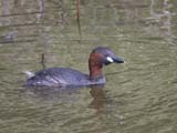 The little grebe, formerly the dabchick, is the smallest european member of the grebe family.  This bird can be found pretty much in any open body of water across its range.  Adults are predominantly dark above, dusky color on its neck, cheeks and flanks with a bright yellow gape.  The juveniles have a yellow bill tipped in black.