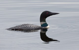 Also known in Europe as a Great Northern Diver.