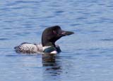 Also known in Europe as a Great Northern Diver.