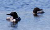 Also known in Europe as a Great Northern Diver.