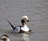 Description to come soon!