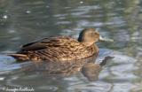 The Mellers Duck is a dabbling duck endemic to eastern Madagascar.  Although there was a population established on Mauritius back in the 18th Century, this population due to competition with feral duck populations and habitat loss is nearly extinct.</br></br>This duck is on the endangered classification due to huge recent habitat destruction, causing many birds, including this one, to have a massive decline in numbers.  And although this bird will breed readily given the right conditions, because of it being near in looks to the female mallard, and at that considered a rather drab duck, very little has been done to preserve this duck.  