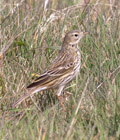A small, brown, streaky bird, it is the commonest songbird in upland areas and its high, piping call is a familiar sound. In flight it shows white outer tail feathers and in the breeding season it has a fluttering parachute display flight. In winter they are quite gregarious and gather in small flocks, often invisible among the vegetation, suddenly flying up with typical jerky flight. Meadow pipit numbers in the UK have been declining since the mid 1970s, resulting in this species being included on the amber list of conservation concern.