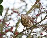 Found in open woodlands and cultivated land all over europe and much of asia, the mistle thrush is similar in appearance to the song thrush.  However this bird is larger than the song thrush, and has neat round spots as opposed to the well-known heart-shaped spots of the song thrush.  The breast is also much less buff.  The song is a simpler version of the blackbird song, and the alarm call similar to rapid gunfire.