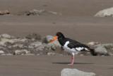 The Eurasian Oystercatcher, otherwise known as a Pied Oystercatcher or just Oystercatcher here in the UK is part of the oystercatcher family. Its the only one to occur here in the UK, although there are 3 subspecies of this oystercatcher in Europe and some of Asia. Its highly migratory but we are lucky enough to have this bird stay here year round. This bird as an adult has black above, white underneath, and a vividly red legs and bill which makes this striking bird really stand out amongst other waders. Despite its name, it does not primarily hunt for oysters, however its one of, if not the only wader to be able to pry open these tough creatures. What makes this bird really unique is that the shape of the bill varies depending on which type of food it specializes in. Birds that focus on molluscs have broad bill tips, where birds that specialize with unearthing worms tend to have pointed bills.