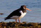 The Eurasian Oystercatcher, otherwise known as a Pied Oystercatcher or just Oystercatcher here in the UK is part of the oystercatcher family. Its the only one to occur here in the UK, although there are 3 subspecies of this oystercatcher in Europe and some of Asia. Its highly migratory but we are lucky enough to have this bird stay here year round. This bird as an adult has black above, white underneath, and a vividly red legs and bill which makes this striking bird really stand out amongst other waders. Despite its name, it does not primarily hunt for oysters, however its one of, if not the only wader to be able to pry open these tough creatures. What makes this bird really unique is that the shape of the bill varies depending on which type of food it specializes in. Birds that focus on molluscs have broad bill tips, where birds that specialize with unearthing worms tend to have pointed bills.