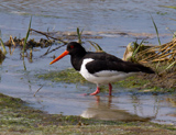 The Eurasian Oystercatcher, otherwise known as a Pied Oystercatcher or just Oystercatcher here in the UK is part of the oystercatcher family. Its the only one to occur here in the UK, although there are 3 subspecies of this oystercatcher in Europe and some of Asia. Its highly migratory but we are lucky enough to have this bird stay here year round. This bird as an adult has black above, white underneath, and a vividly red legs and bill which makes this striking bird really stand out amongst other waders. Despite its name, it does not primarily hunt for oysters, however its one of, if not the only wader to be able to pry open these tough creatures. What makes this bird really unique is that the shape of the bill varies depending on which type of food it specializes in. Birds that focus on molluscs have broad bill tips, where birds that specialize with unearthing worms tend to have pointed bills.