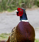 A large, long-tailed gamebird. Males have rich chestnut, golden-brown and black markings on body and tail, with a dark green head and red face wattling. Females are mottled with paler brown and black. They were introduced to the UK long ago and more recent introductions have brought in a variety of races and breeds for sport shooting.  This bird can be seen across most of the UK, apart from the far north and west of Scotland. Usually seen in the open countryside near woodland edges, copses and hedgerows.