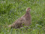 A large, long-tailed gamebird. Males have rich chestnut, golden-brown and black markings on body and tail, with a dark green head and red face wattling. Females are mottled with paler brown and black. They were introduced to the UK long ago and more recent introductions have brought in a variety of races and breeds for sport shooting.  This bird can be seen across most of the UK, apart from the far north and west of Scotland. Usually seen in the open countryside near woodland edges, copses and hedgerows.