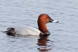 The Common Pochard is an all-year resident here in the UK, known to breed in England, the lowlands of scotland, and now starting to breed in larger numbers in Ireland as well.  This duck is superficially similar to the Redhead and the Canvasback ducks of North America.</br>  This bird gathers in large numbers, frequently gathering with groups of tufted ducks.  What's unique about this bird as it is known to hybridise with the Tufted Duck here in the UK.