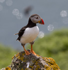 Description to come soon!