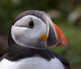 Description to come soon!