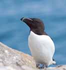 Description to come soon!