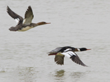 Description to come soon!