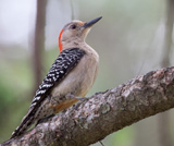 Description to come soon!