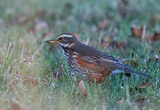 The redwing is a native to europe and asia, slightly smaller than the song thrush in size.  The sexes are similar, with the most striking feature being the red flanks and underwing, in addition to the creamy white streak over the eye.  They are migratory, they only visit the UK in the winter.<br/> They often form loose flocks of 10 up to 200 or more birds.  Frequently seen in the company of Fieldfares.